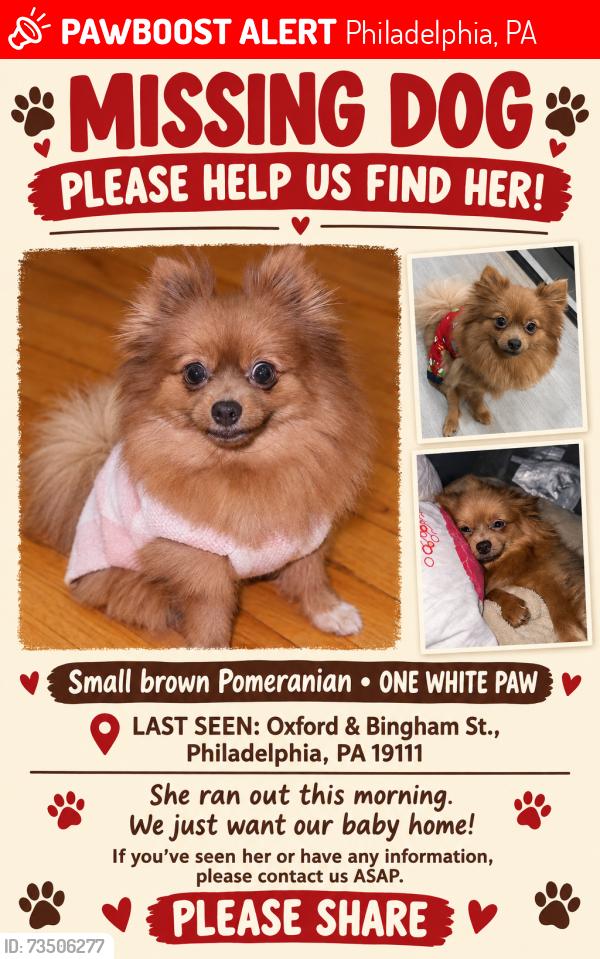 Lost Female Dog last seen Knorr st & Bingham, Philadelphia, PA 19111
