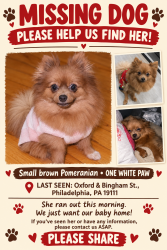 Lost Female Dog last seen Knorr st & Bingham, Philadelphia, PA 19111