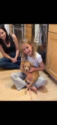 Found/Stray Female Dog last seen Embarcadero, San Francisco, CA 94111