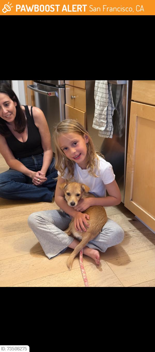 Found/Stray Female Dog last seen Embarcadero, San Francisco, CA 94111