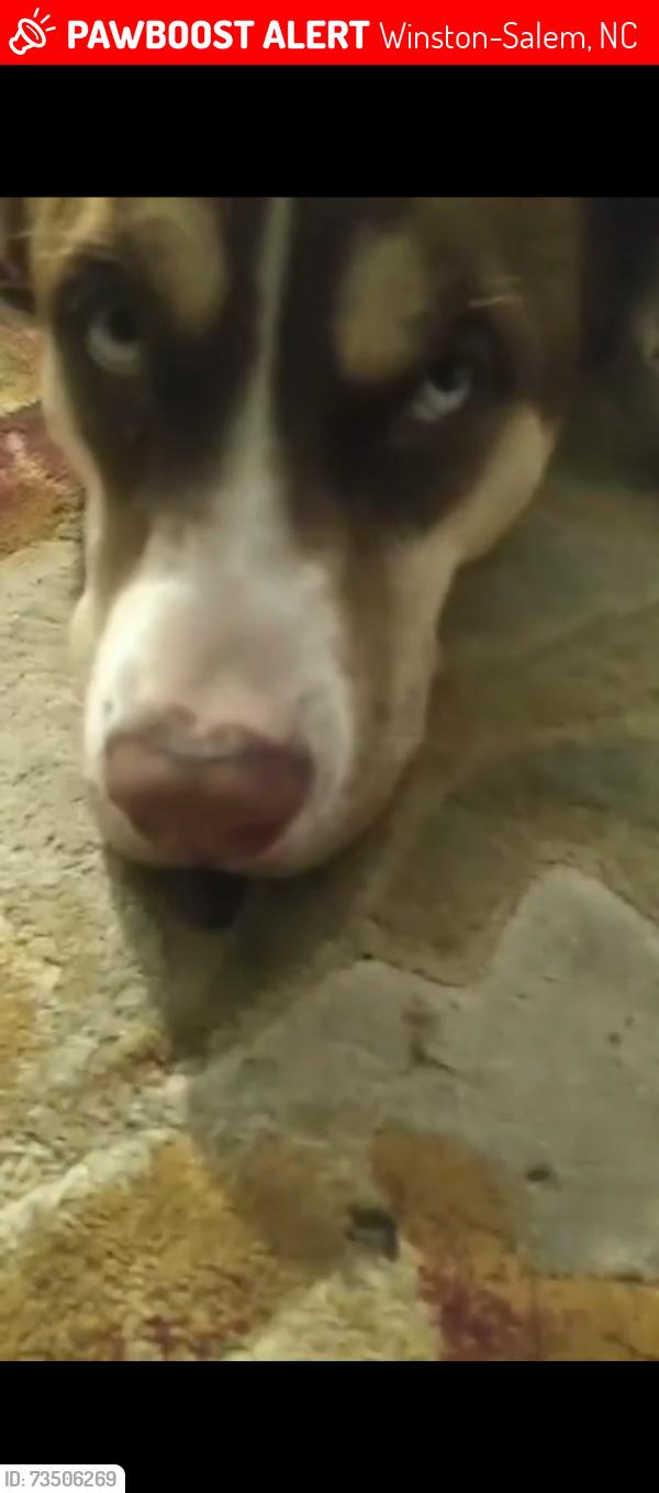 Lost Female Dog last seen Foodlion, Winston-Salem, NC 27107