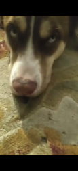 Lost Female Dog last seen Foodlion, Winston-Salem, NC 27107