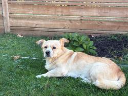 Reunited Male Dog last seen Southdown and Royal Windsor dr, Mississauga, ON L5J 2Y4