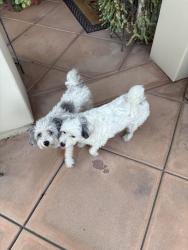Found/Stray Female Dog last seen North CHINOWTH and W. Hurley Ave., Visalia, CA 93291