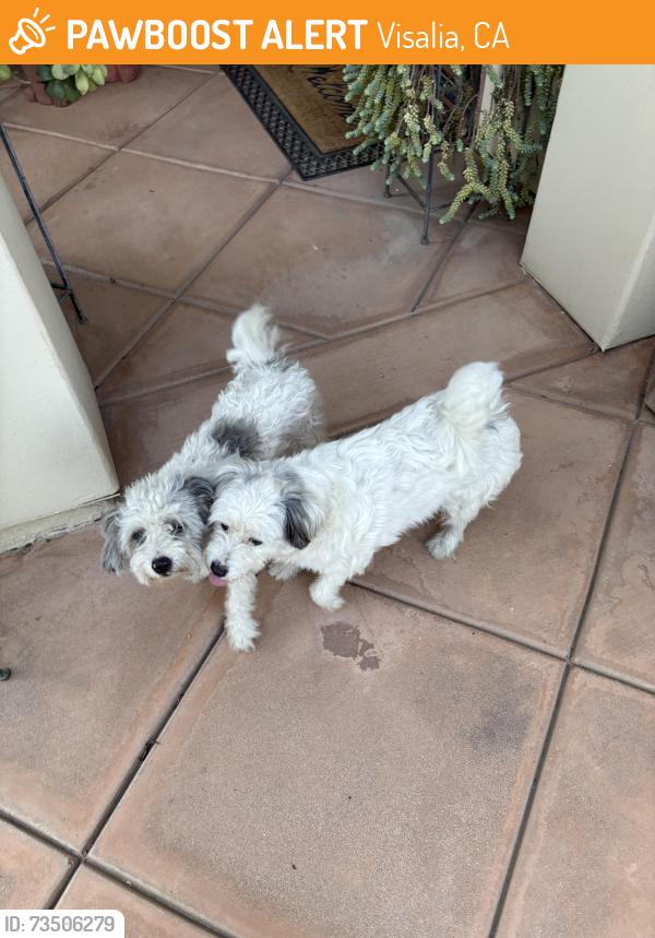 Found/Stray Female Dog last seen North CHINOWTH and W. Hurley Ave., Visalia, CA 93291