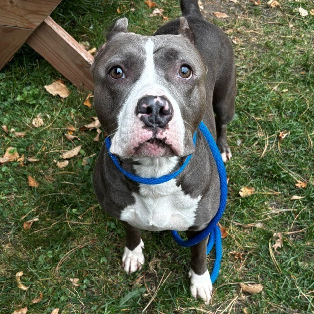 Shelter Stray Female Dog last seen Near Boone Ave N, Brooklyn Park, MN 55428, USA, 11350 89th Ave N, Maple Grove, MN 55369, USA