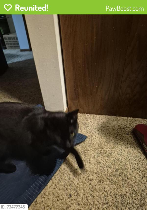 Reunited Female Cat last seen Wells Fargo in wayzata, Wayzata, MN 55391