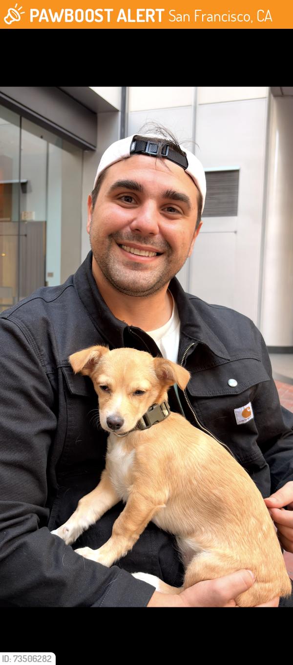 Found/Stray Female Dog last seen Embarcadero, San Francisco, CA 94111