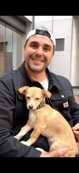 Found/Stray Female Dog last seen Embarcadero, San Francisco, CA 94111