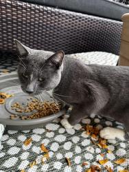 Found/Stray Unknown Cat last seen On Rockwell between Devon and Rosemont, Chicago, IL 60659