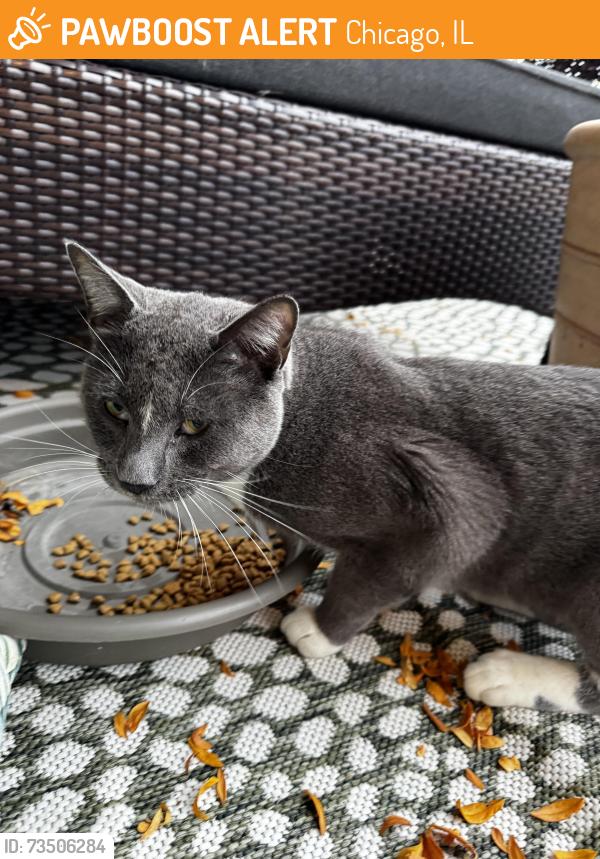 Found/Stray Unknown Cat last seen On Rockwell between Devon and Rosemont, Chicago, IL 60659