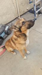 Found/Stray Male Dog last seen The Salvation Army Modesto Red Shield Community Center, Modesto, CA 95358