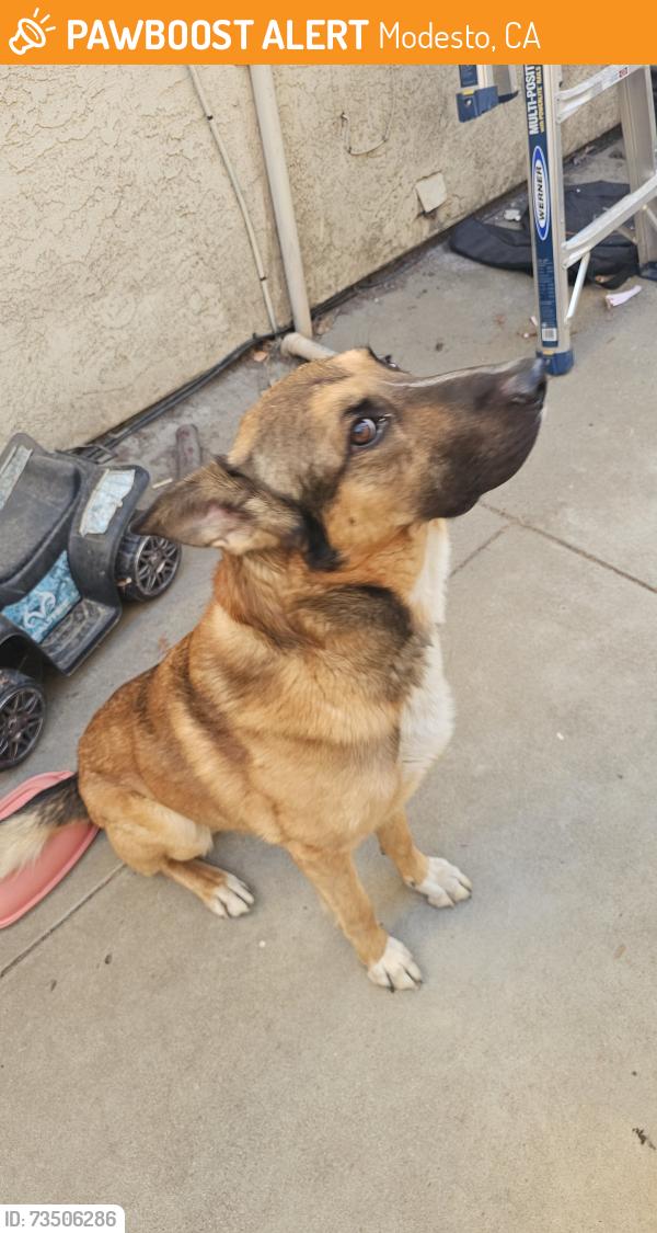Found/Stray Male Dog last seen The Salvation Army Modesto Red Shield Community Center, Modesto, CA 95358