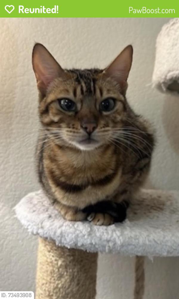 Reunited Female Cat last seen The Landing, Fayetteville, AR 72701