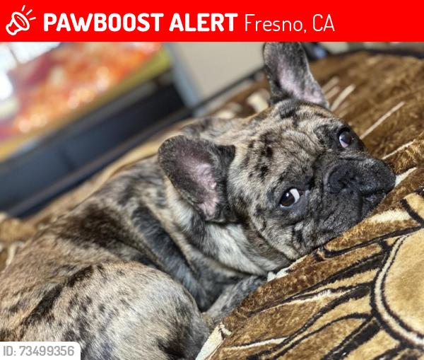 Lost Male Dog last seen Olive & Belmont, Fresno, CA 93728