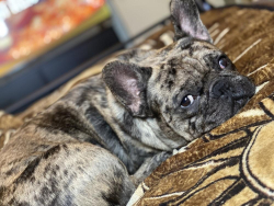 Lost Male Dog last seen Olive & Belmont, Fresno, CA 93728