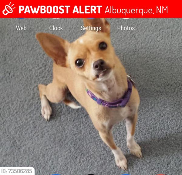 Lost Female Dog last seen Tower and 98th, Albuquerque, NM 87121