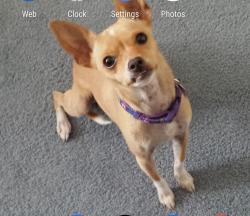 Lost Female Dog last seen Tower and 98th, Albuquerque, NM 87121
