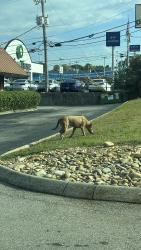 Found/Stray Unknown Dog last seen near the drive time and the grayson subaru, Knoxville, TN 37923