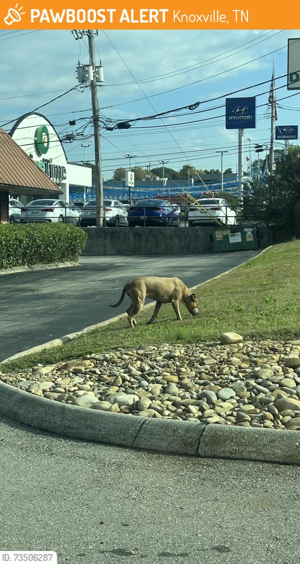Found/Stray Unknown Dog last seen near the drive time and the grayson subaru, Knoxville, TN 37923