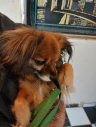 Reunited Male Dog last seen Near Robertson Rd Park, Modesto, CA 95351