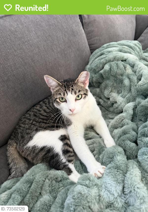 Reunited Male Cat last seen silver sage drive, Park City, UT 84098