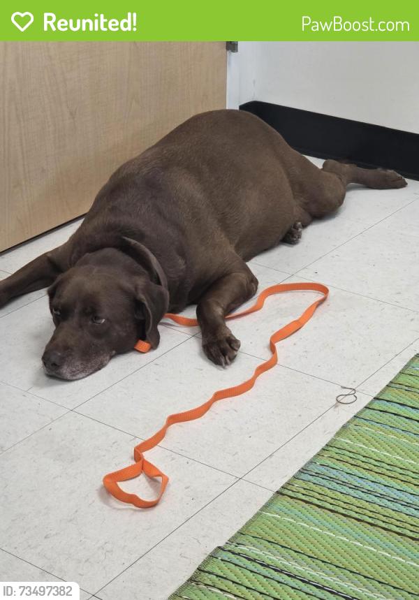 Reunited Female Dog last seen Spring stuebner feeder road, Cornelius nursery, Spring, TX 77379
