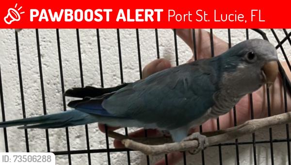 Lost Unknown Bird last seen Port Saint Lucie and Carry st, Port St. Lucie, FL 34986