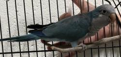 Lost Unknown Bird last seen Port Saint Lucie and Carry st, Port St. Lucie, FL 34986