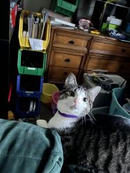 Reunited Female Cat last seen Emerson rd, Mount Pleasant, WI 53406
