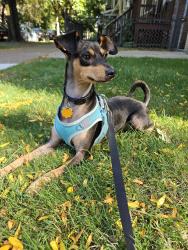 Reunited Male Dog last seen Montrose and Wolcott, Chicago Illinois, Chicago, IL 60640
