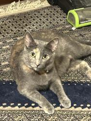 Lost Female Cat last seen Turnbridge, San Diego, CA 92119