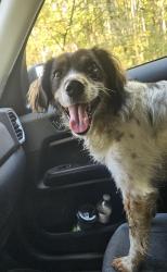 Reunited Male Dog last seen Near Old alabama Rd, McDonald, TN 37353
