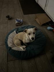 Found/Stray Male Dog last seen Via Milano, Gustine, CA 95322