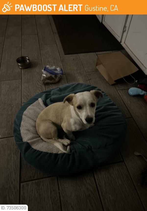 Found/Stray Male Dog last seen Via Milano, Gustine, CA 95322