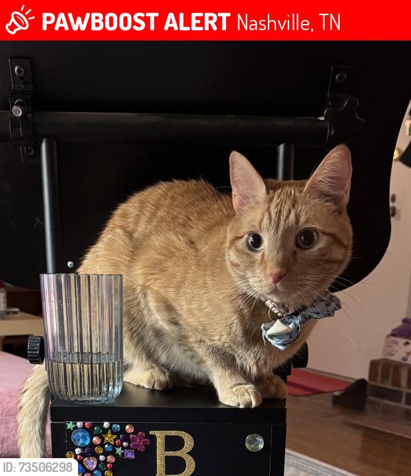 Lost Male Cat last seen Burger Shack, Riverside Dr, Vinyl Tap, Nashville, TN 37206