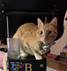 Lost Male Cat last seen Burger Shack, Riverside Dr, Vinyl Tap, Nashville, TN 37206