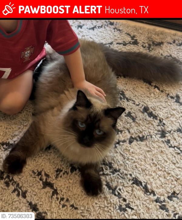 Lost Male Cat last seen Blalock and taylorcrest, Houston, TX 77024
