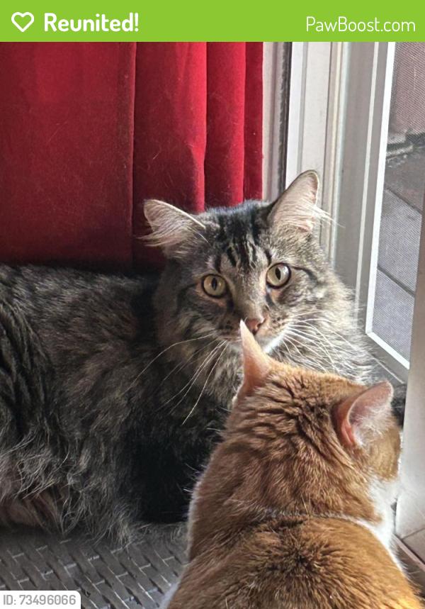 Reunited Male Cat last seen 81atand Fedeal, Westminster, CO 80031