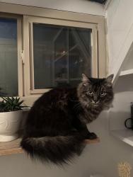 Reunited Unknown Cat last seen Found 3 blocks east of the Smith’s in the Avenues on 6th Ave, Salt Lake City, UT 84103