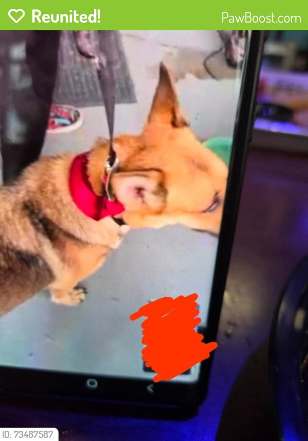 Reunited Female Dog last seen Brisson and 46, Sanford, FL 32771
