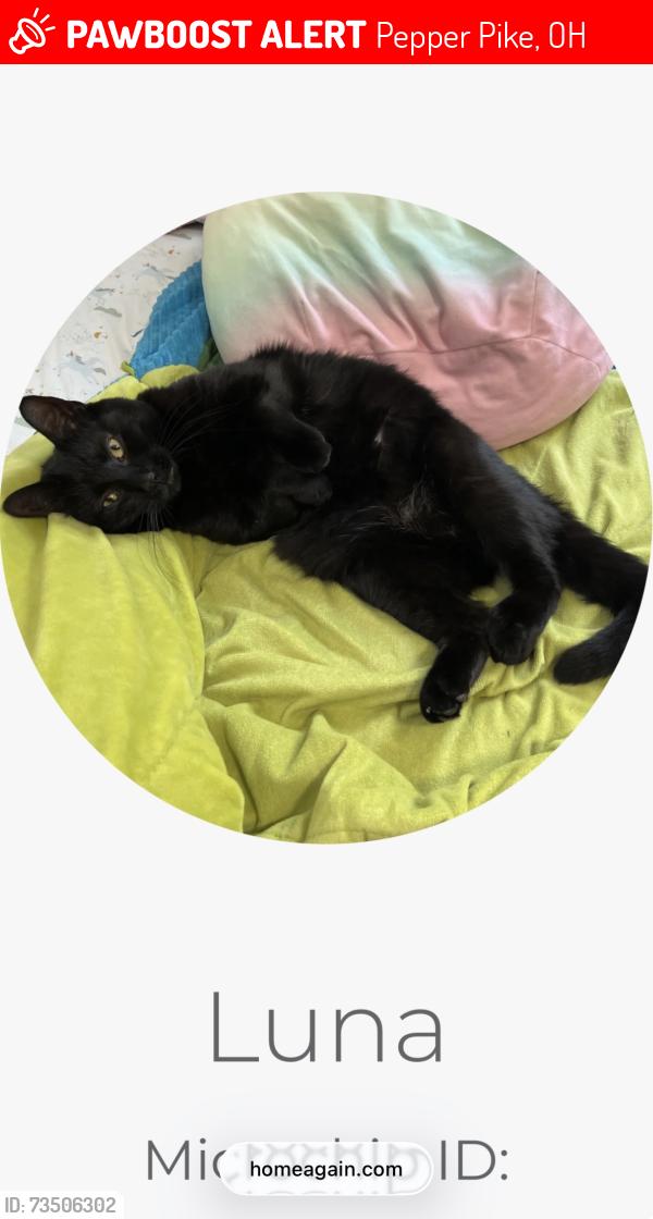 Lost Female Cat last seen Cedarwood road pepper pike oh, Pepper Pike, OH 44124