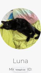 Lost Female Cat last seen Cedarwood road pepper pike oh, Pepper Pike, OH 44124