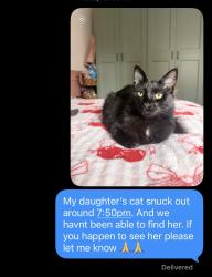 Reunited Female Cat last seen Mendocino and kamm, Kingsburg, CA 93631