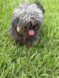 Reunited Unknown Dog last seen 12th Fairway Ln, Humble, TX 77346