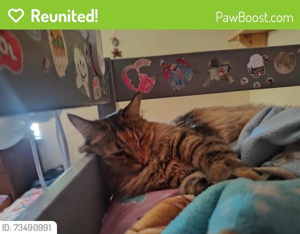 Reunited Female Cat last seen W. Easton st, Rialto, CA 92376