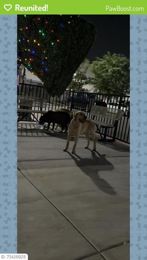 Reunited Female Dog last seen cactus, Bloomington, CA 92316