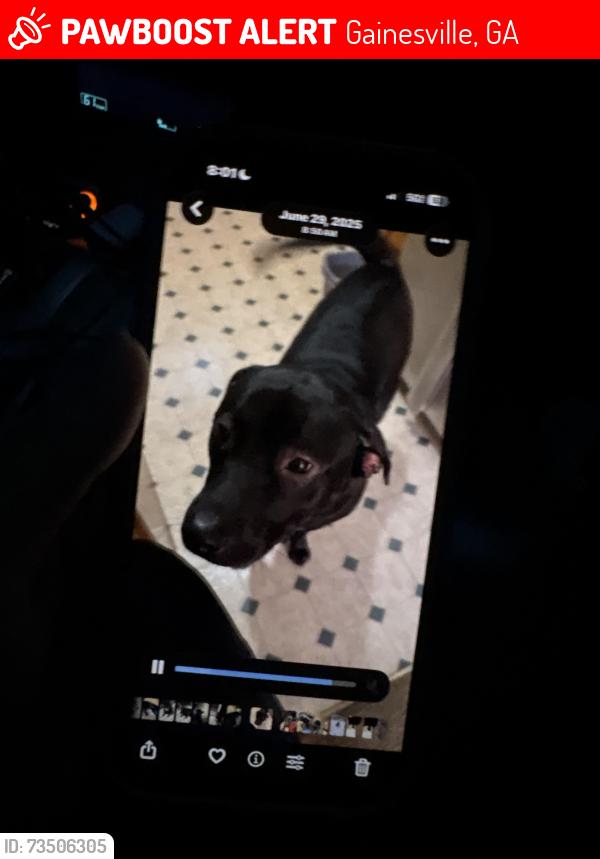 Lost Male Dog last seen sunset blvd / nix rd, Gainesville, GA 30501