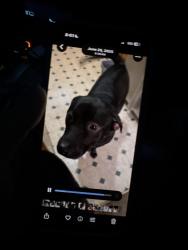 Lost Male Dog last seen sunset blvd / nix rd, Gainesville, GA 30501