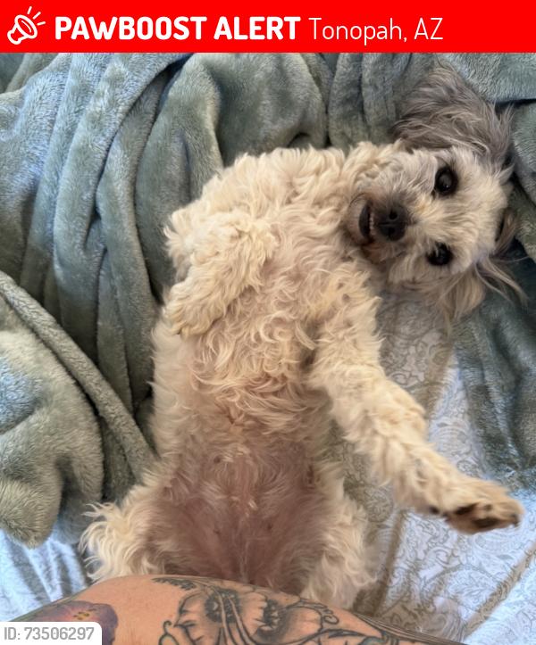 Lost Female Dog last seen 383rd & Missouri Ave, Tonopah, AZ 85354